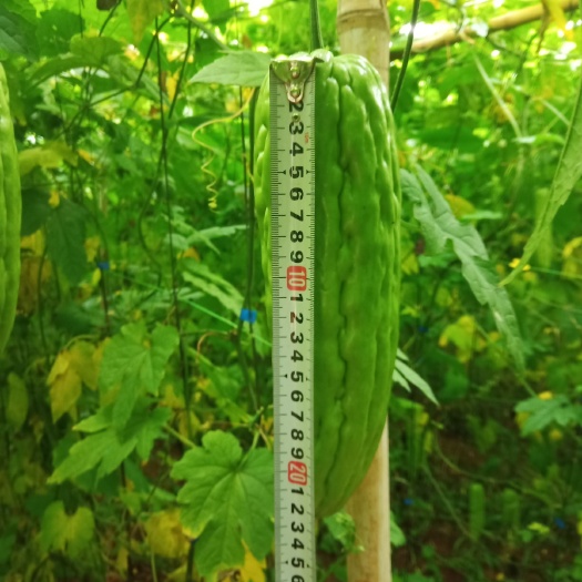 徐闻县绿苦瓜 20~30cm