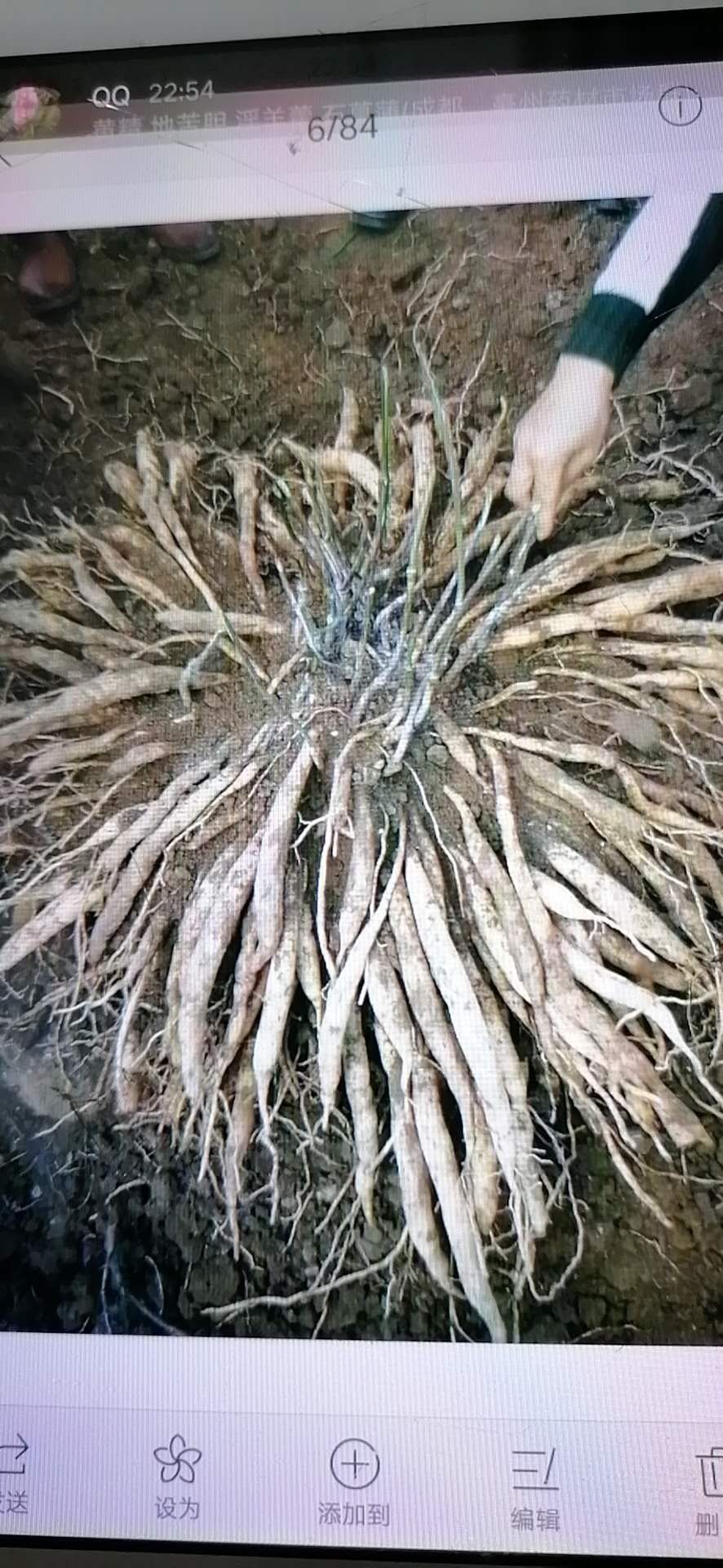 百部种子 百部种苗包回收产量高效益高