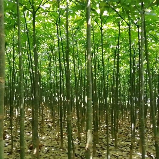 湛江发财靓树 响应国家号召！补充粮仓！急需清理基地种番薯、花生等农作物