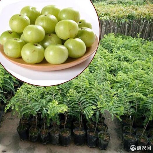 普宁市余甘果苗 0.5米以下
