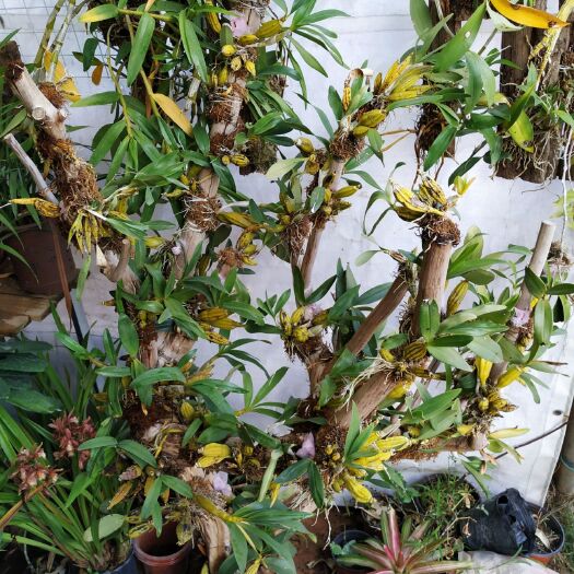 南宁 鼓锤石斛树