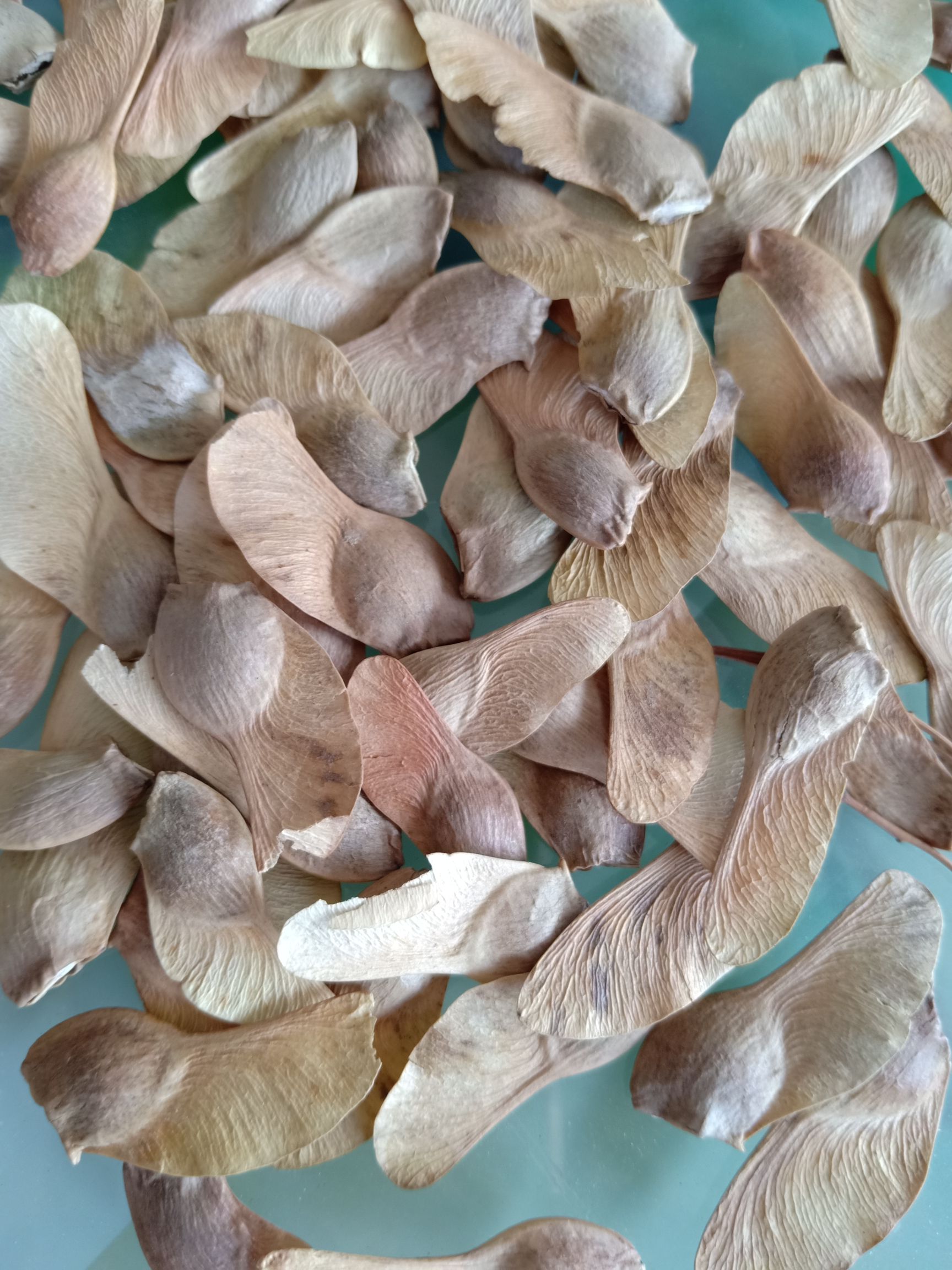 五角枫种子 优质五角枫种子 籽粒饱满 保证出芽率 全国发货