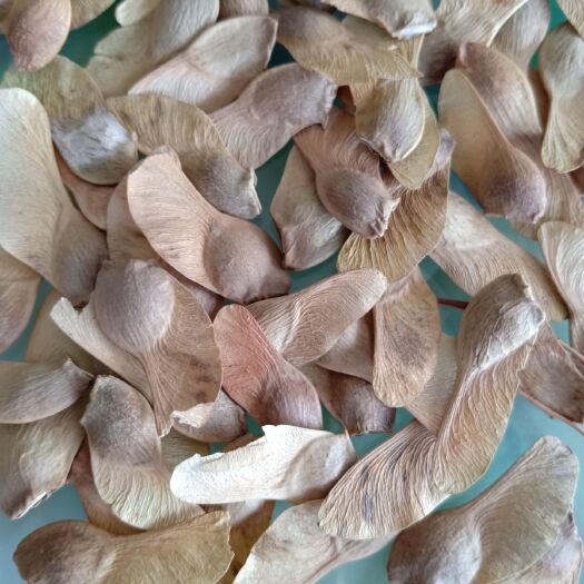 泰安五角枫种子 优质五角枫种子 籽粒饱满 保证出芽率 全国发货