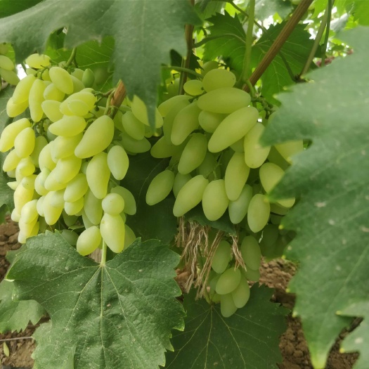 莱西市金手指葡萄苗 有浓郁的冰糖味和牛奶味 不裂果 果肉硬 耐贮运 第二年挂果