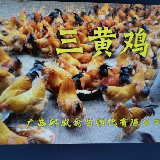南宁三黄鸡苗