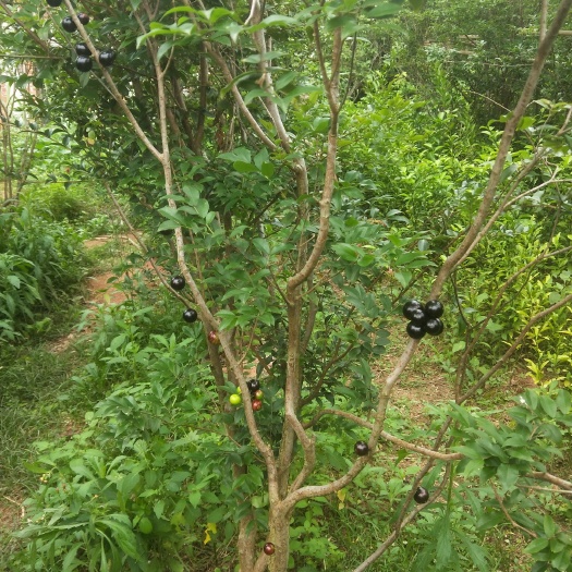 东莞市 嘉宝果苗八年苗
