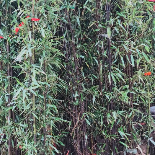 沭阳县 紫竹