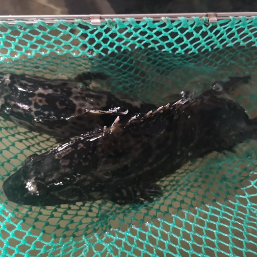 陵水县珍珠龙胆石斑鱼  石斑鱼