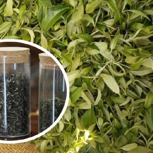 海丰县 莲花山云雾茶。高山绿茶。梅尖茶
