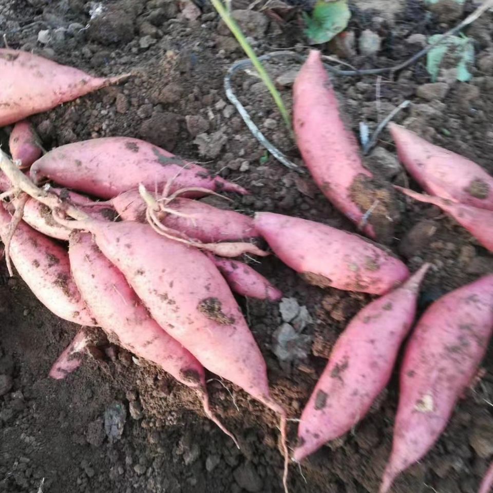 纯沙土地蜜薯
