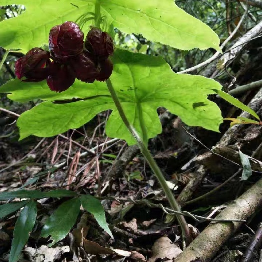镇巴县 江边一碗水，八角莲，中华山荷叶种苗，3.5元一个带芽发货