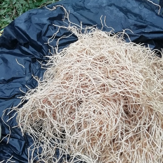 怀化白茎鱼腥草  2021年精品新货鱼腥草折耳根即将上市，三十天倒计时价格待定