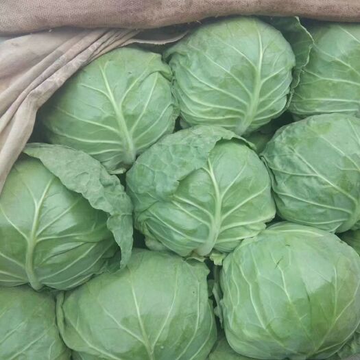 邯郸绿包菜  精品甘蓝