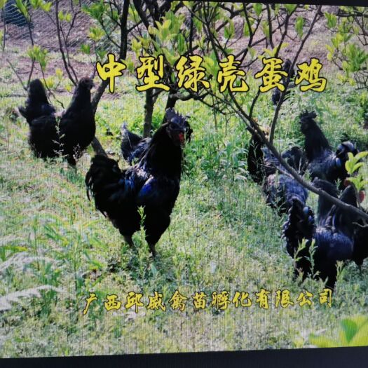 南宁蛋鸡苗  五黑一绿鸡