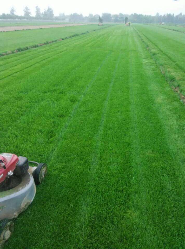 高羊茅种子 高羊茅,护坡专用草坪,四季草坪,量大优惠,全国货到付款