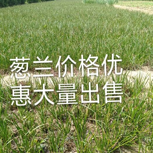 沭阳县 葱兰低价出售