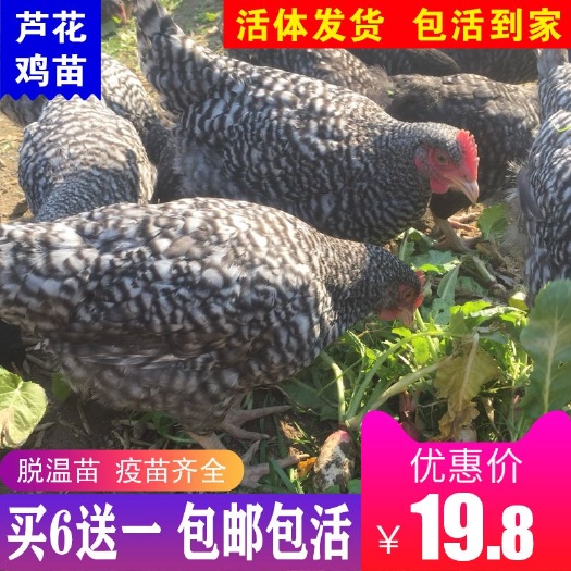 南宁芦花鸡苗 芦花鸡脱温苗 满6送一 包邮包活零售