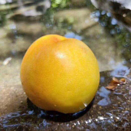 蒙阴县中油油桃  山东蒙阴油桃自产自销品种齐全脆甜多汁现摘现发