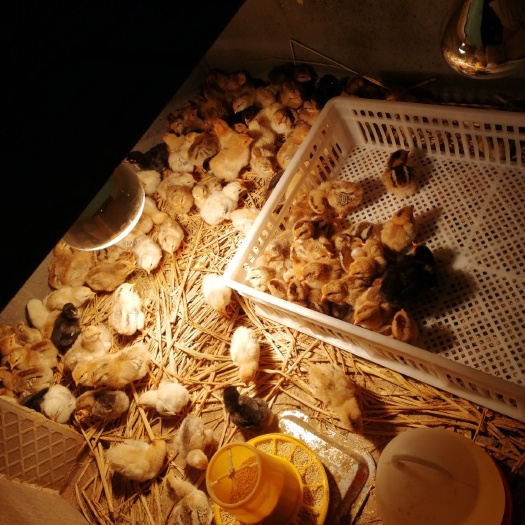 樟树市 自繁自养，脱温土鸡苗，乡下采集土鸡蛋孵化。