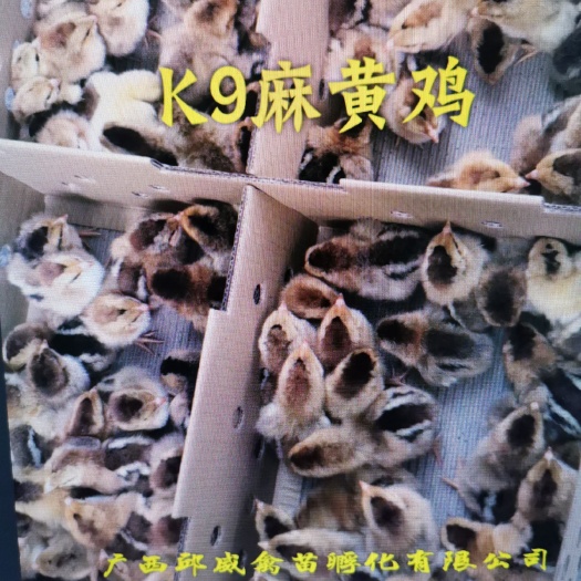 南宁K9鸡苗  K9