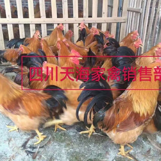 沐川县三黄鸡苗 三黄鸡