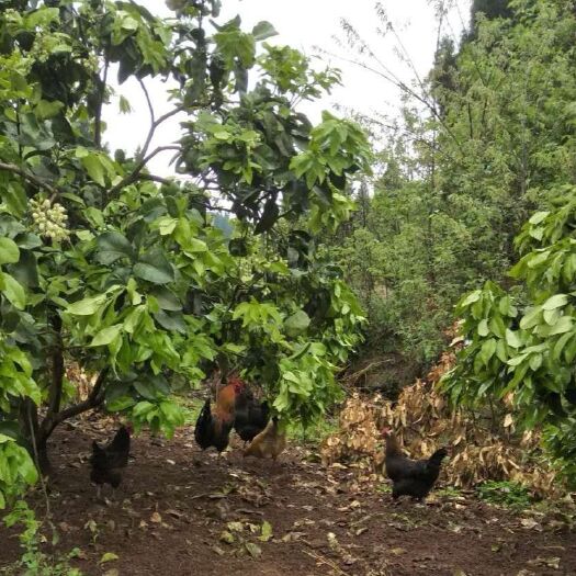 重庆市 正宗农村土鸡，假一赔十，炖汤味道鲜美