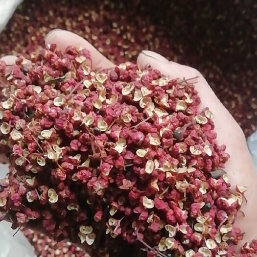 文县 陇南特麻花椒