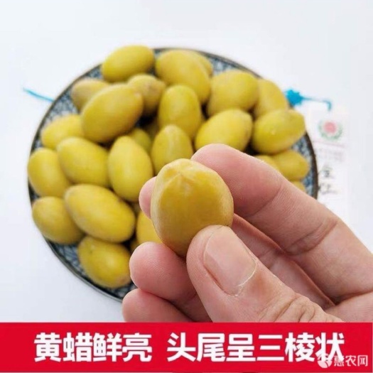 普宁市黄橄榄苗