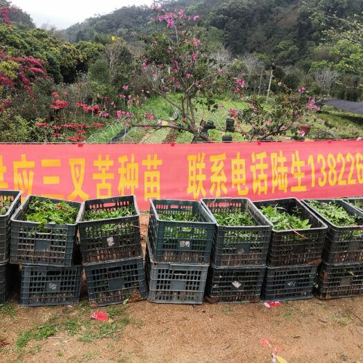 德庆县三丫苦 本场现有大量优质中药三叉苦种苗五十万棵，欢迎现场看苗及预定！