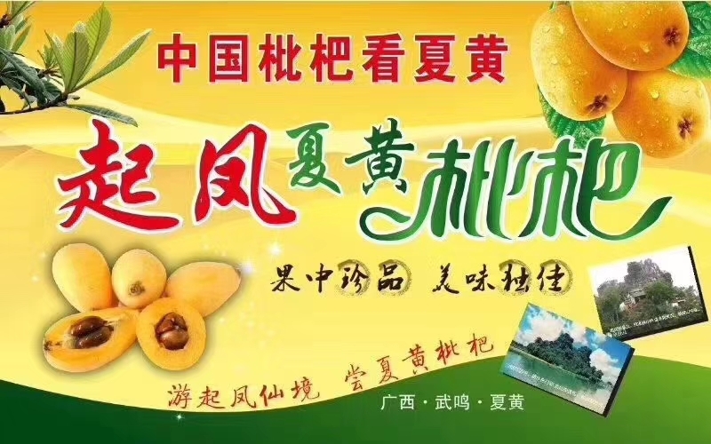南宁 水分足甜度够，泡枇杷果酒香香甜甜