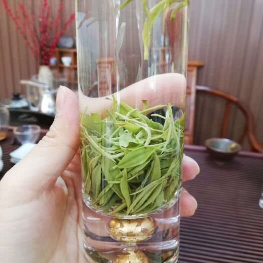 古丈县 保靖黄金茶，黄金2号，基地直销，一手货源
