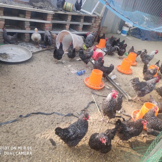 河间市褐壳蛋  精品芦花鸡种蛋，受精率95%以上