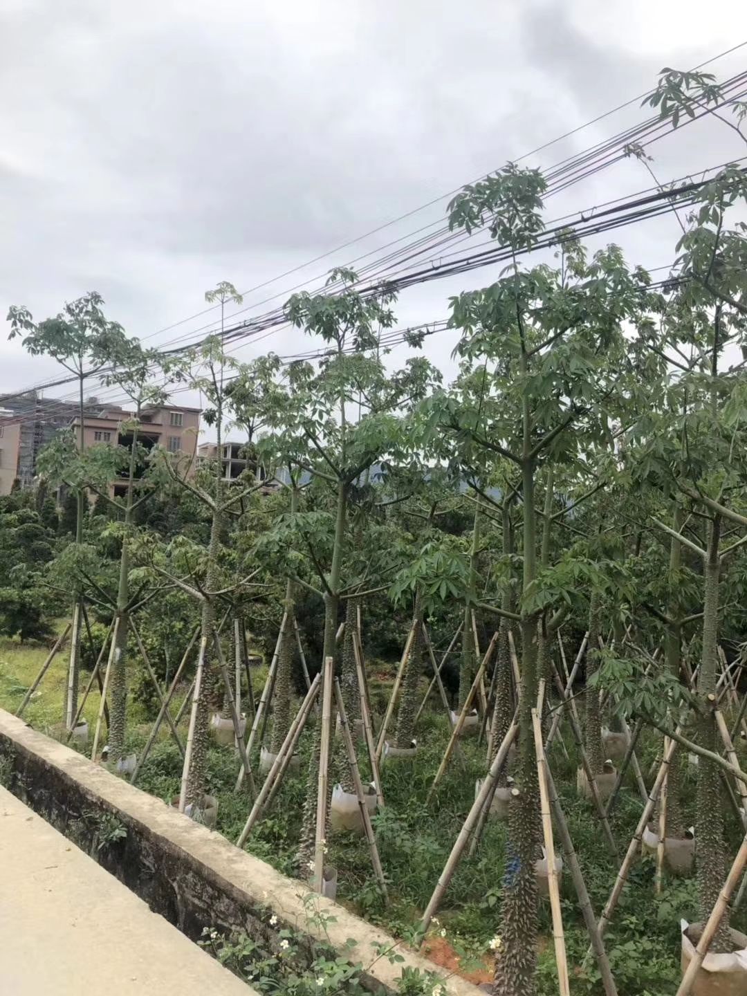 美丽木棉 美人树