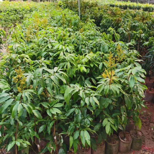 灵山县 荔枝苗糯米糍苗