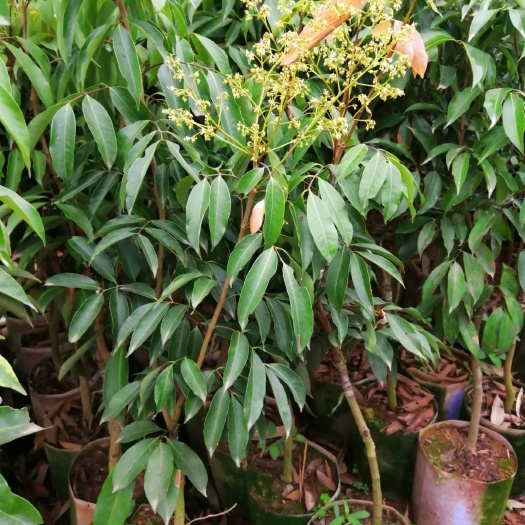 灵山县无核荔枝苗 荔枝中的上品，桂味  无核荔  妃子笑