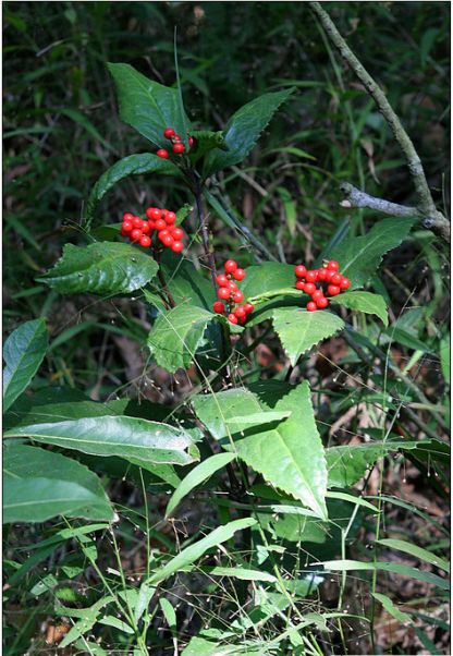 大紅袍水仙奇蘭肉桂武夷巖茶烏龍茶原產地