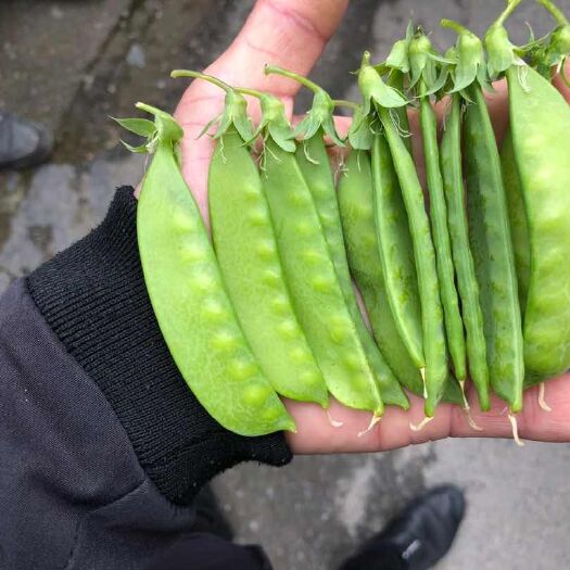 天柱县 荷兰豆