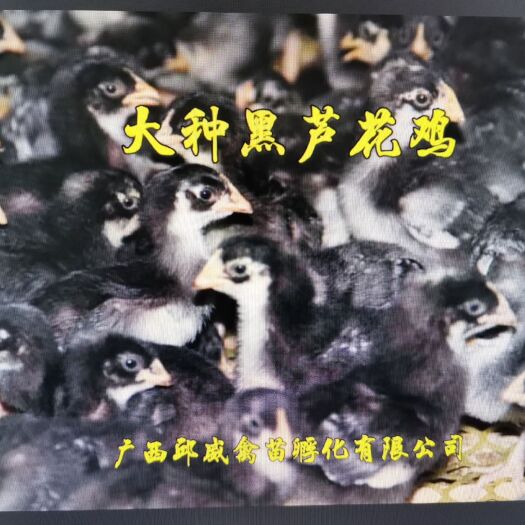 南宁大种黑芦花鸡苗