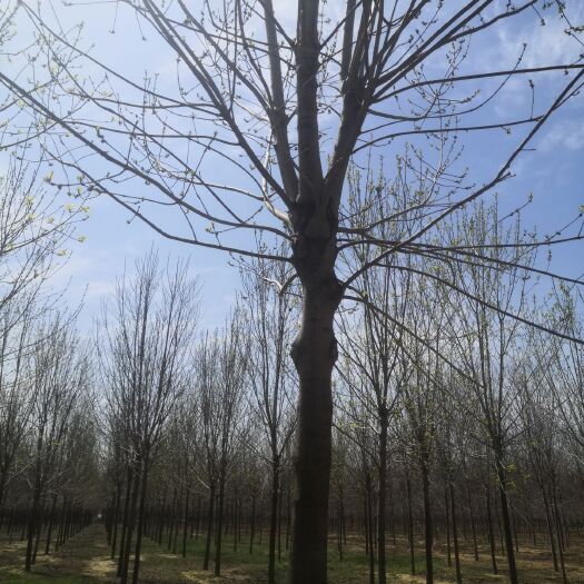 济宁速生白蜡 本基地长年低供应各种规格大乔木，和花灌木等