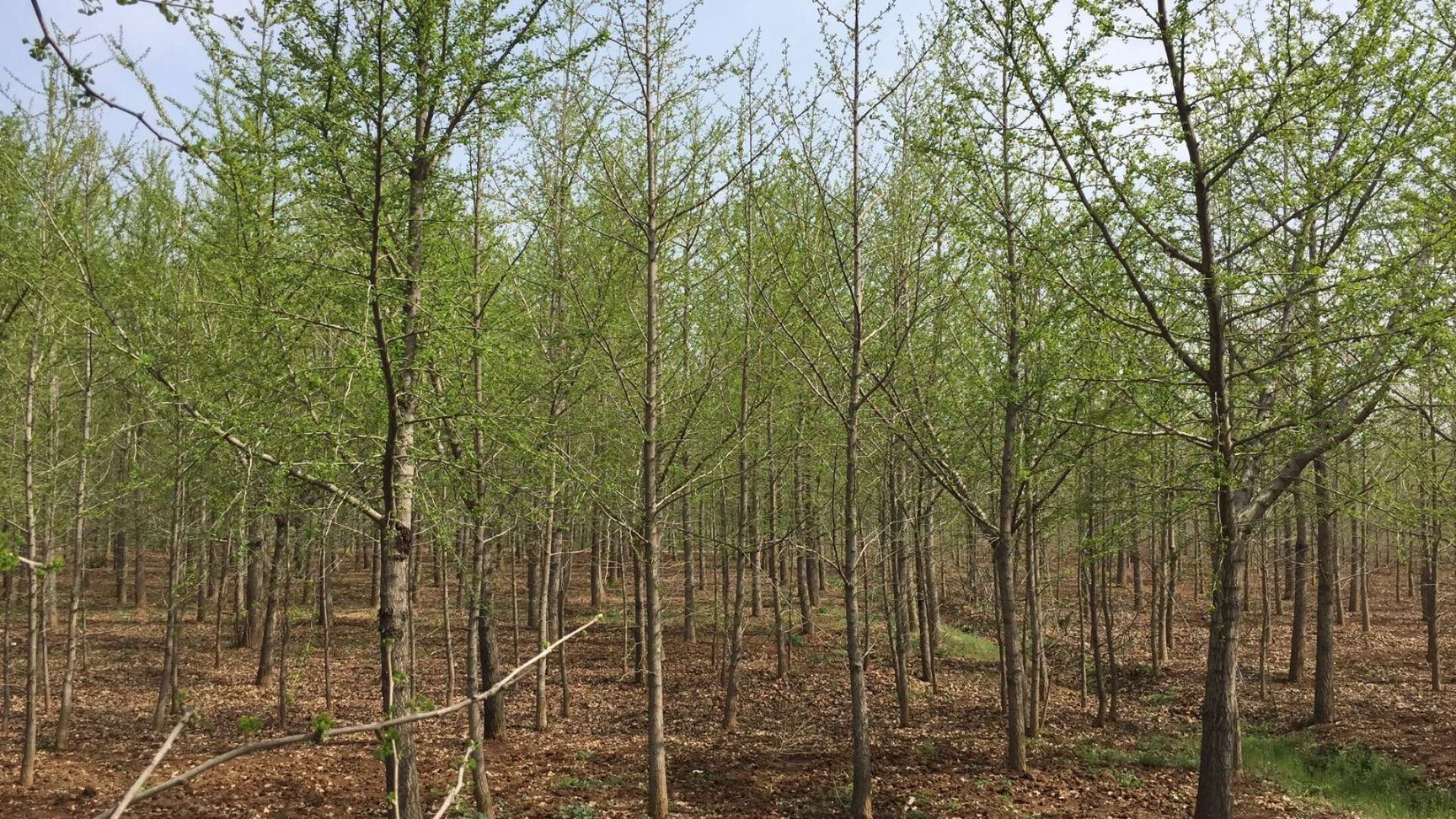 银杏树  基地供货，质优价廉，货源充足