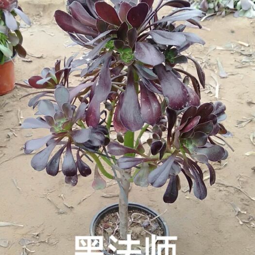 单县多肉法师  多肉植物，基地直销，黑法师