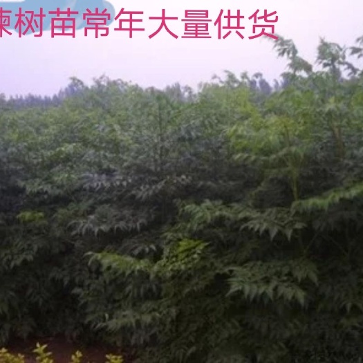 忠县 苦楝树苗 川楝树苗 大量供货