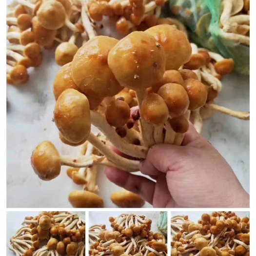 东港市蘑菇 滑子蘑，营养丰富，内含钙，钾，磷等对身体有义