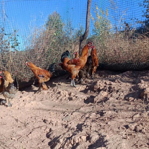 昆明云南土鸡苗 云南土乌鸡