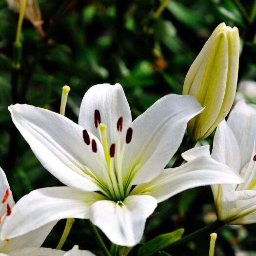 宿迁 百合种球 重瓣带芽  四季花卉 花海 室内外庭院绿植盆栽