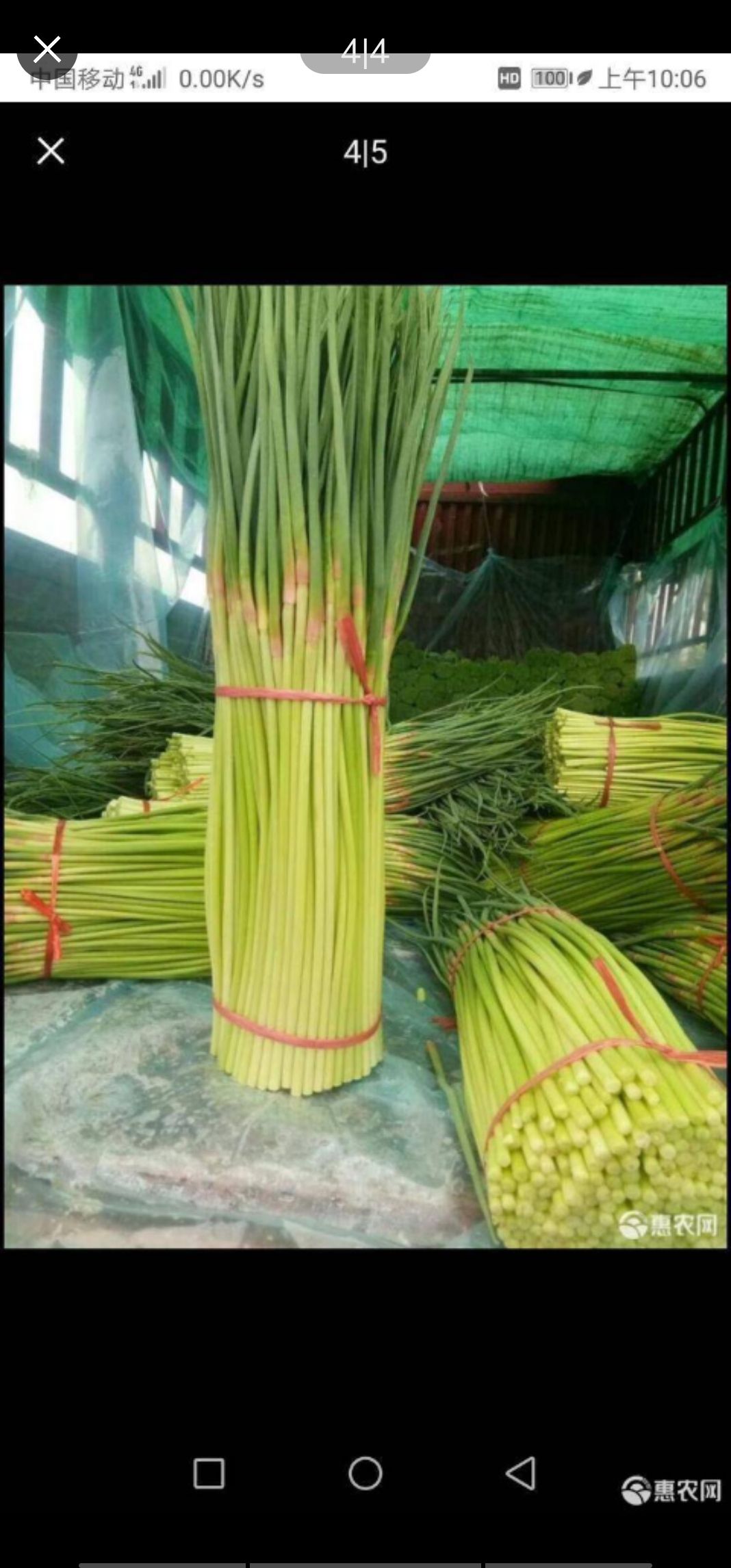 通许蒜薹 新鲜蒜薹 大量上市  货源充足  品质优选  50~60