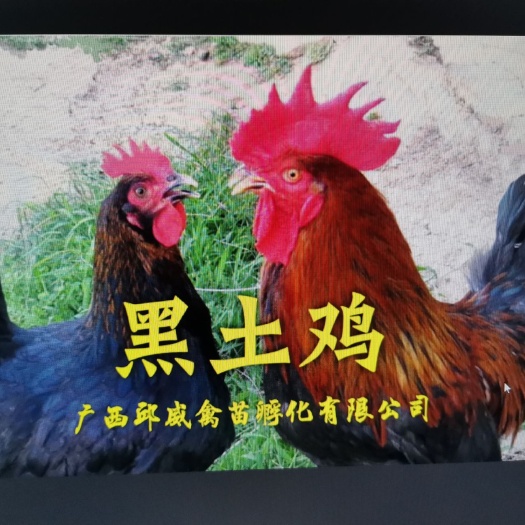 南宁黑土鸡苗1.8