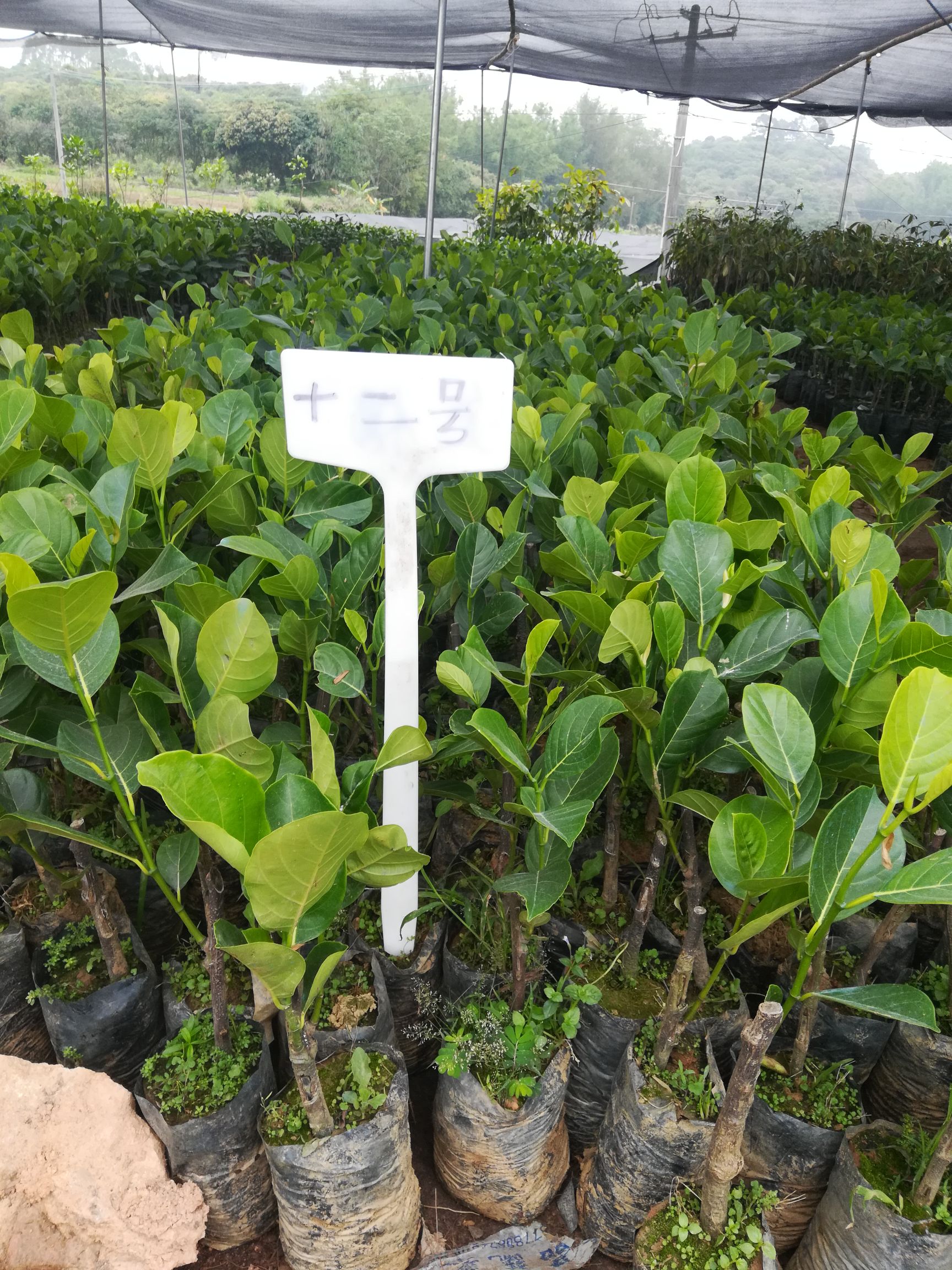 12号红肉菠萝蜜苗，嫁接苗