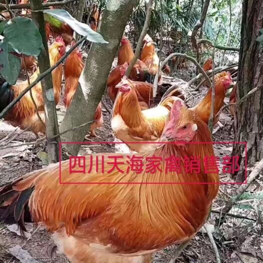 胡须鸡苗 胡须鸡
