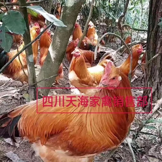 沐川县胡须鸡苗 胡须鸡